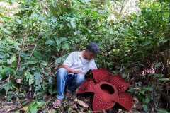 Bunga Rafflesia mekar sempurna di Kabupaten Agam